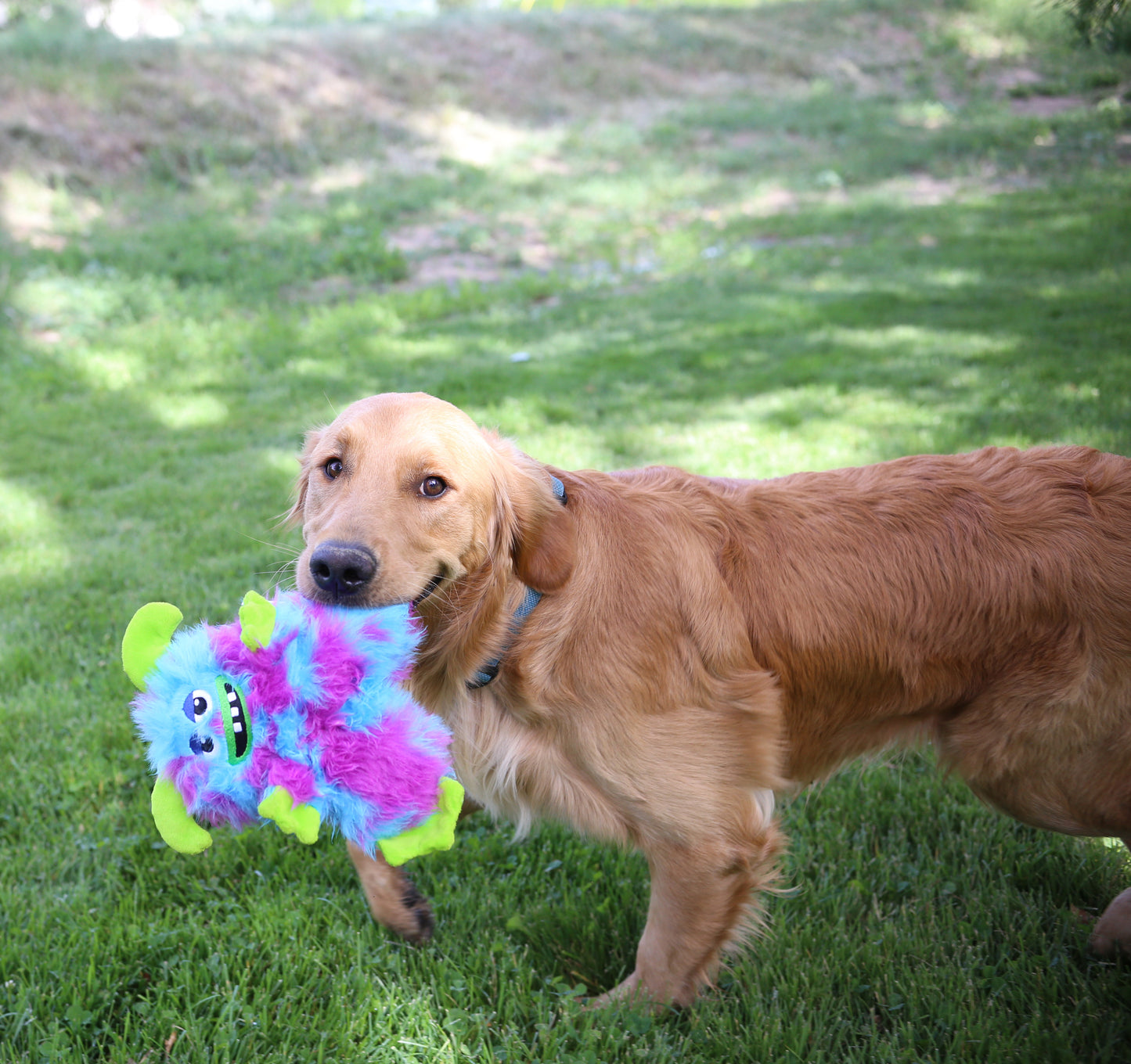 Dog playing with a colorful dog toy in a grassy outdoor setting