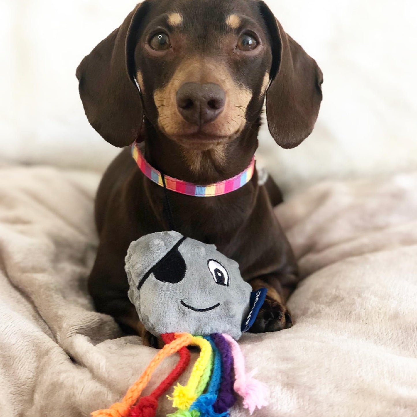 Dachshund with a colorful toy on a soft surface