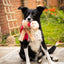 Rosewood Max Monkey | Festive Dog Toy