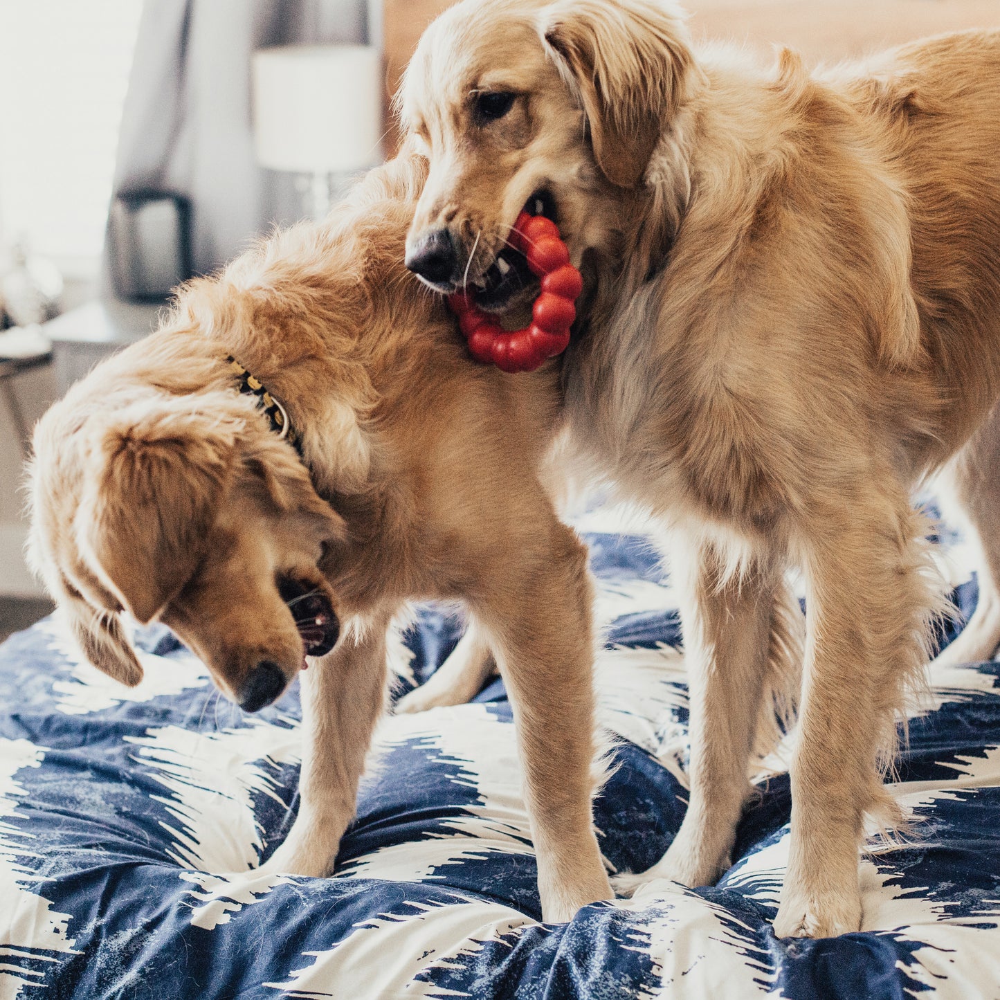 Two golden retrievers playing with a red toy on a blue and white patterned blanket.