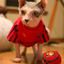 Down GAA Dog Jersey County Football Shirt for Dogs