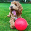 Dog with a red ball on a grassy field