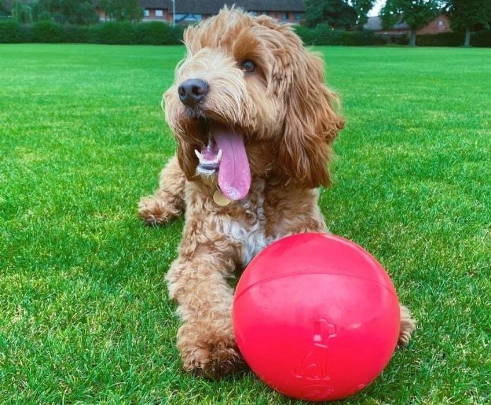 Dog with a red ball on a grassy field