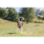 Dog running in a grassy field with trees in the background