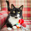 Rosewood Festive Ball Gift Box | Christmas Cat Toy Pack