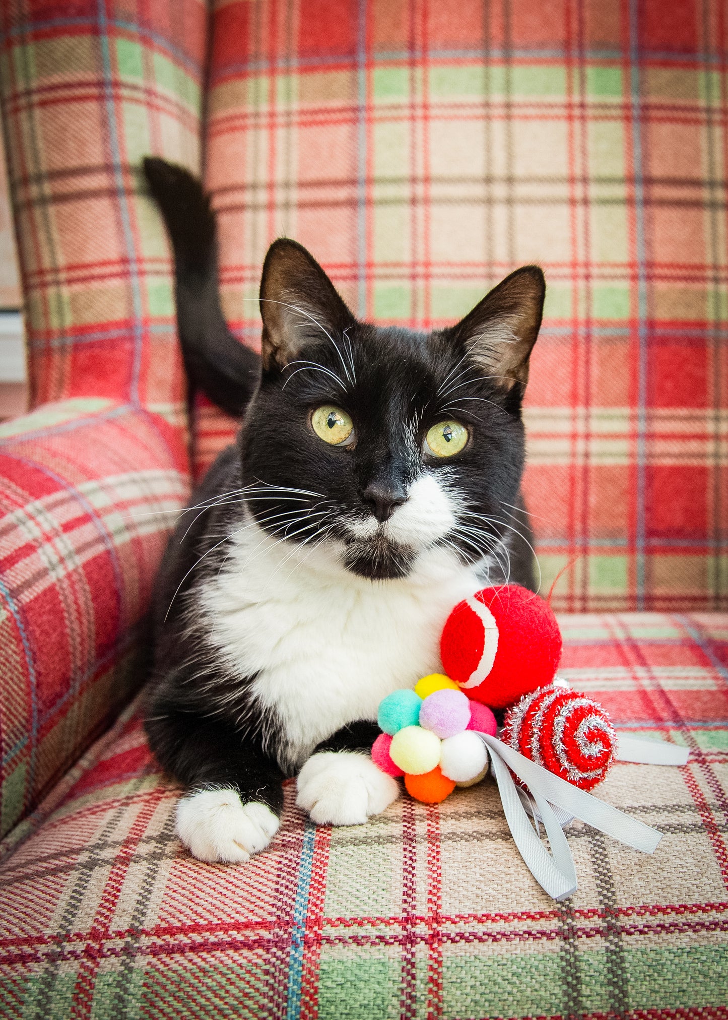 Rosewood Festive Ball Gift Box | Christmas Cat Toy Pack