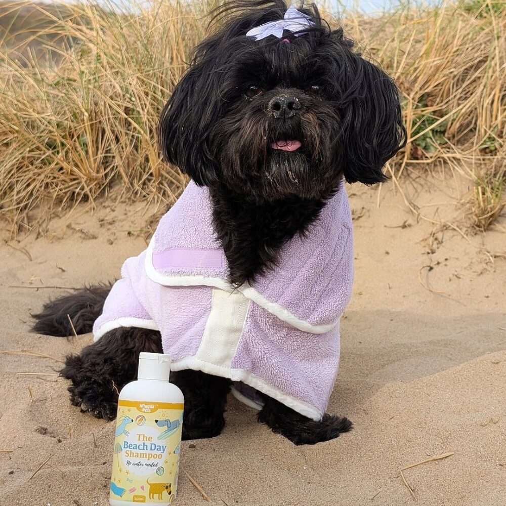 Dog in drying coat on beach