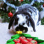 Small rabbit near a Christmas-themed treat tree with red and green decorations.