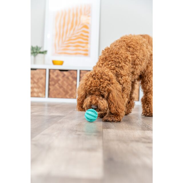 Brown dog playing with a blue ball on a wooden floor.