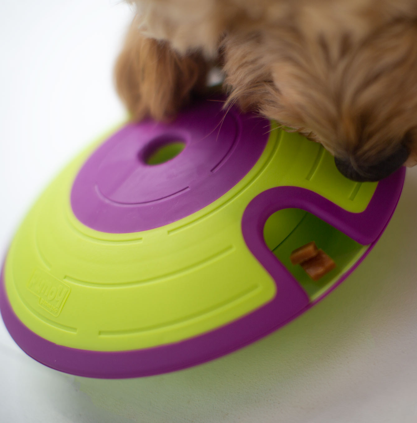 Dog playing with a green and purple toy on a white background