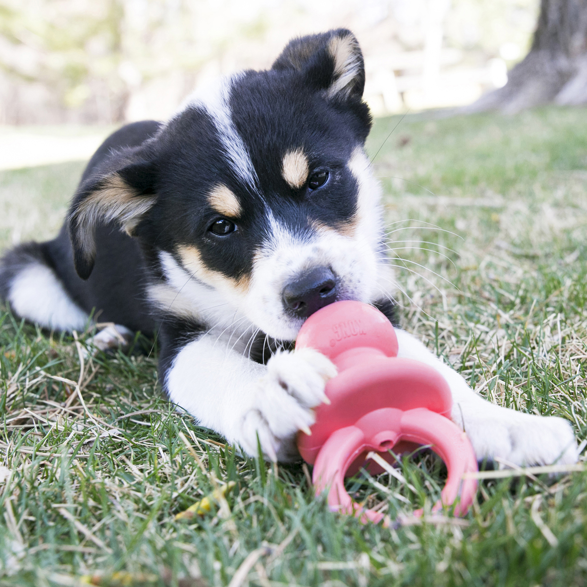 Puppy playing with a pink toy on grass