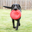KONG | Dog Toy | Frisbee Flyer