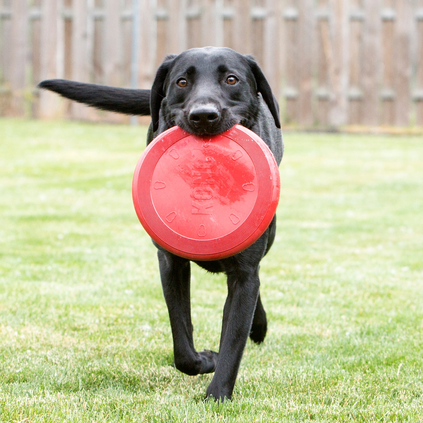KONG | Dog Toy | Frisbee Flyer