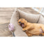Puppy lying on a cushion next to a pink dog toy on a wooden floor.
