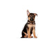 Royal Canin Maxi Puppy 🐕 Size Health Nutrition Dry Food for Large Dogs