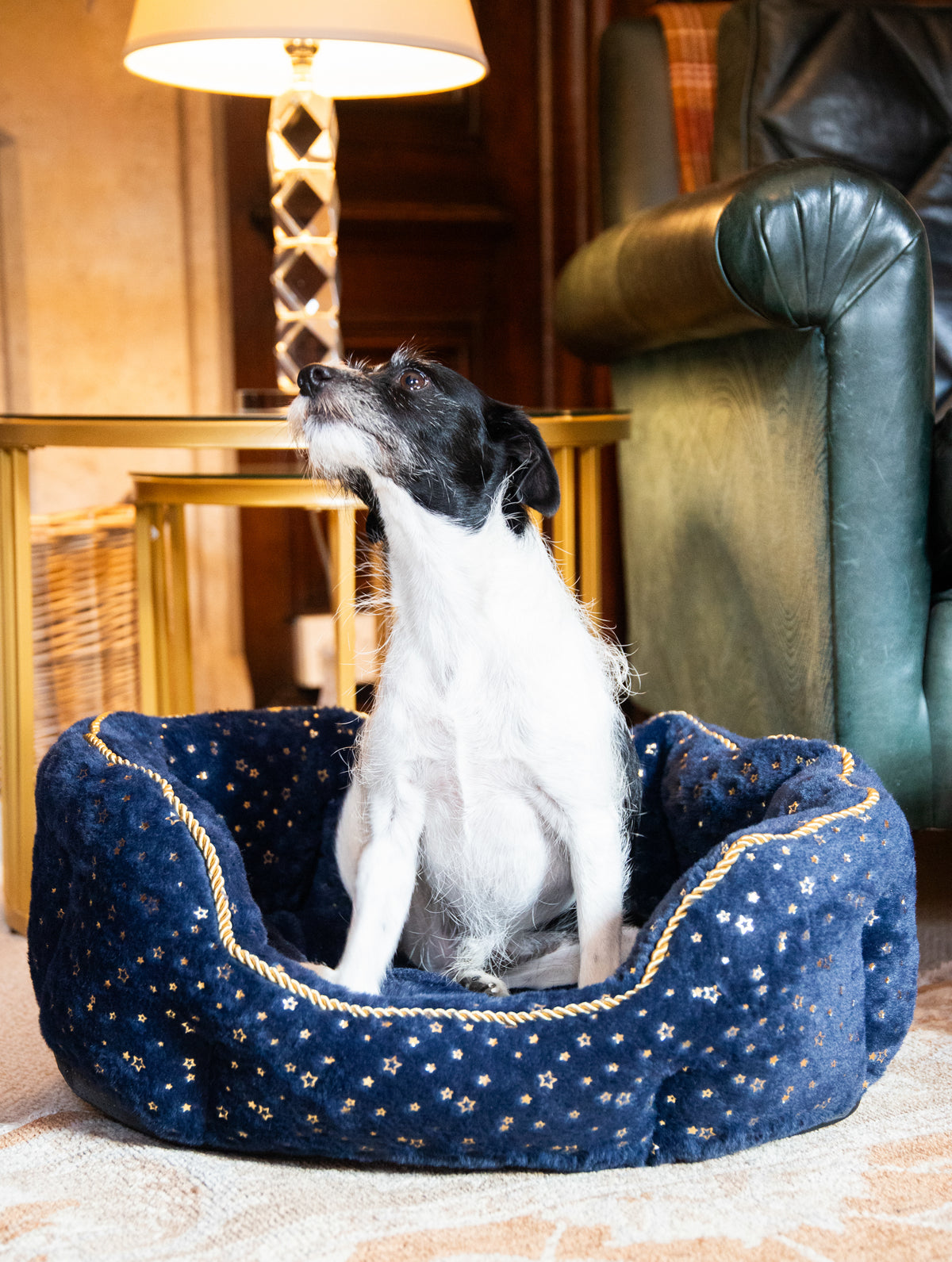 Navy Sparkle Dog Bed 🎄 Christmas Comfort by Cupid & Comet