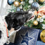 Chicken Meaty Stars 100g ⭐ Christmas Dog Treats by Cupid & Comet