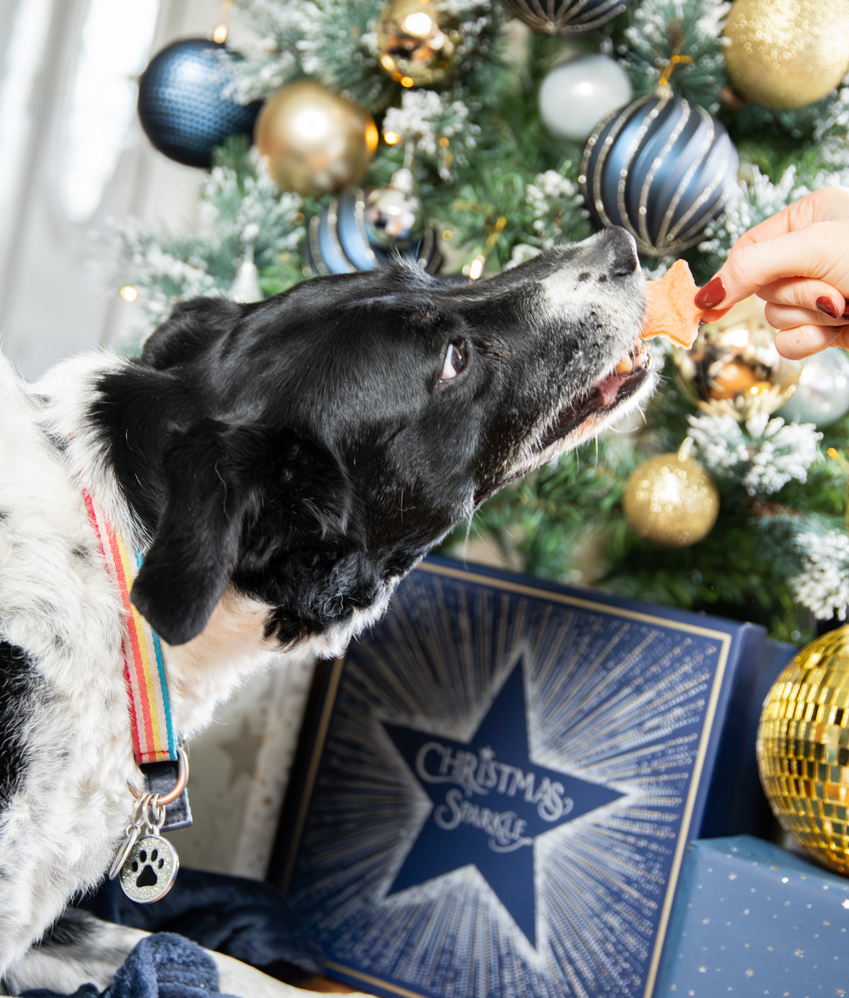 Chicken Meaty Stars 100g ⭐ Christmas Dog Treats by Cupid & Comet