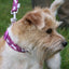 Ancol | Dog Collar | Nylon Adjustable Bone Pattern - Purple