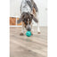 Dog playing with a blue ball on a wooden floor