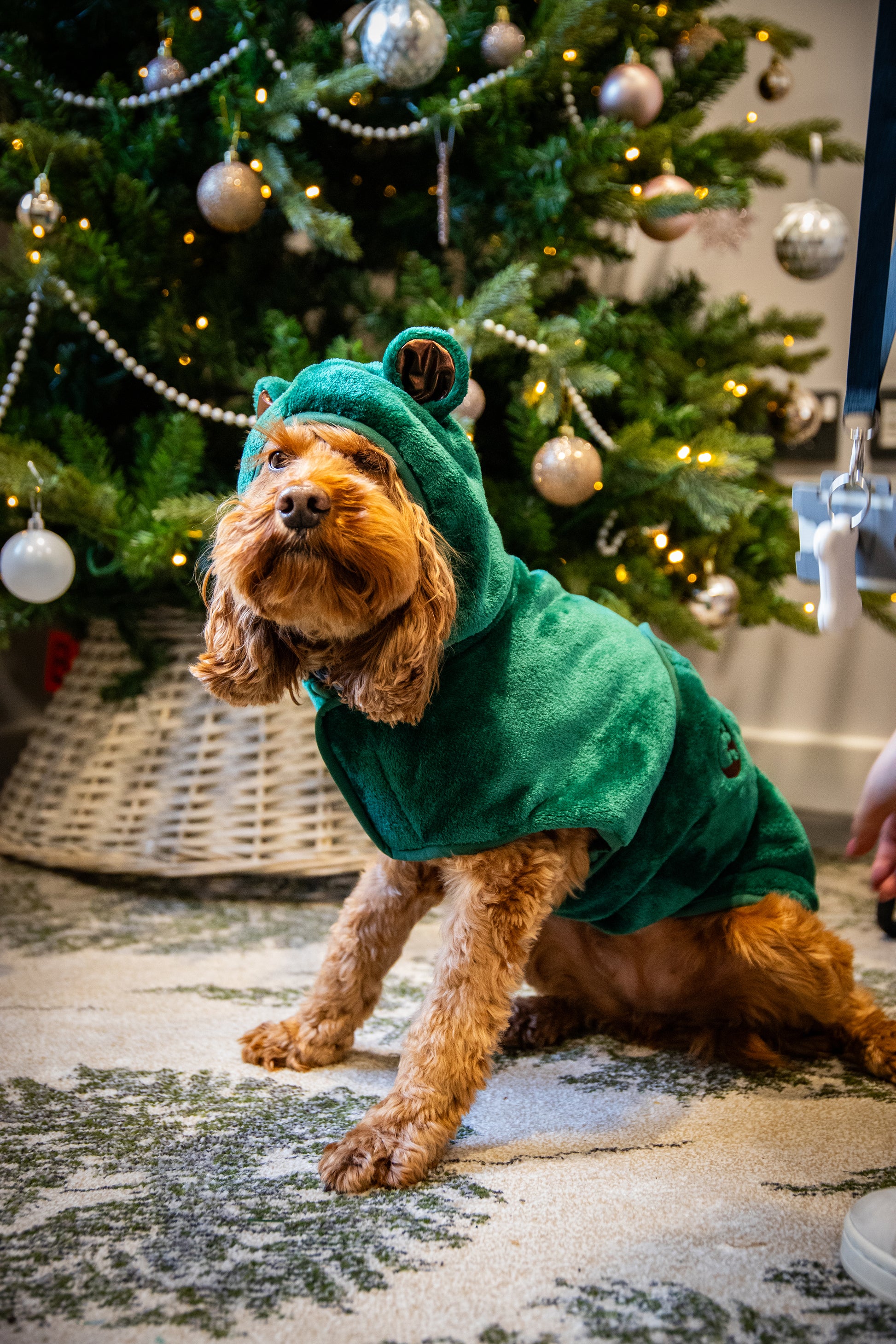 Dog green teddy bear drying robe towel