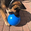 Dog playing with a blue ball on a brick pavement