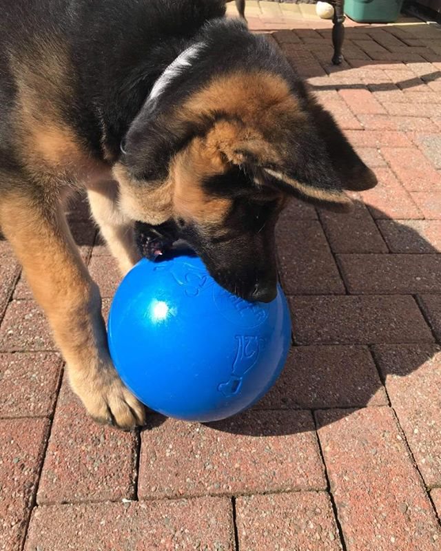 Dog playing with a blue ball on a brick pavement