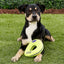 KONG AirDog Donut | Dog Toy