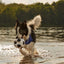 Dog playing with a soccer ball on a beach