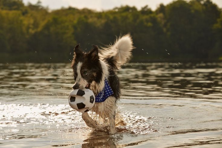 Dog playing with a soccer ball on a beach