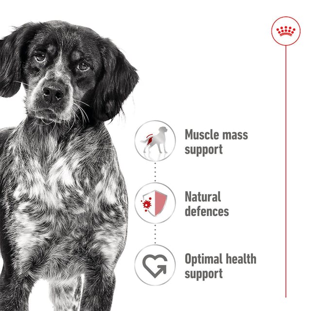 Royal Canin Medium Adult 🐕 Size Health Nutrition Wet Dog Food