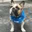 Chill Out | Cooling Bandana for Dogs in Hot Summer Weather & Heatwaves