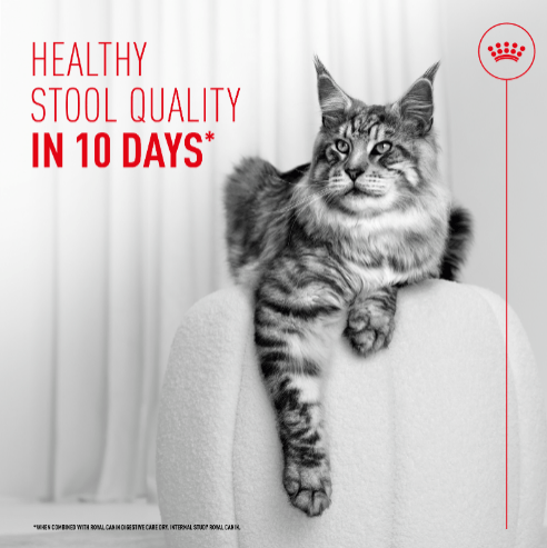 Royal Canin | Digestive Care | Wet Cat Food Tin | Air Mousse | Cat Nutrition | 85g