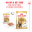 Royal Canin | Breed Health Nutrition | Wet Dog Food Pouch | French Bulldog - 85g