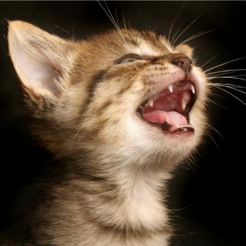 kitten teeth